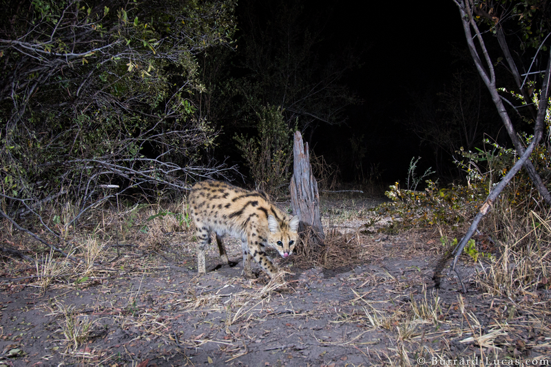 A rare serval cat. Credit: Will Burrard-Lucas/WWF-US.